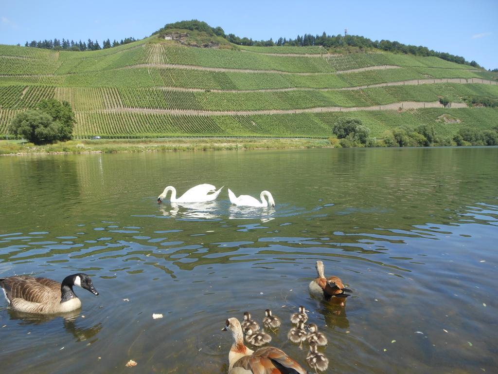 Vila Ferienhaus Mosel Brauneberg Exteriér fotografie